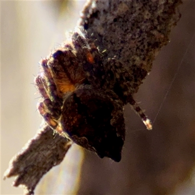 Socca pustulosa (Knobbled Orbweaver) at Kingston, ACT - 7 Aug 2025 by Hejor1
