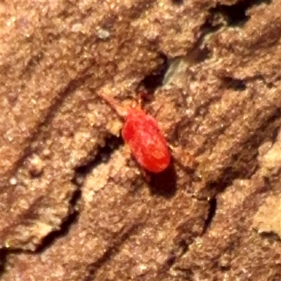 Trombidiidae (family) (Red velvet mite) at Kingston, ACT - 7 Aug 2025 by Hejor1