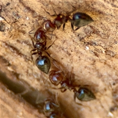 Crematogaster sp. (genus) (Acrobat ant, Cocktail ant) at Barton, ACT - 7 Aug 2025 by Hejor1