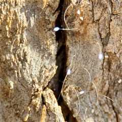 Neuroptera (order) (Unidentified lacewing) at Kingston, ACT - 7 Aug 2025 by Hejor1
