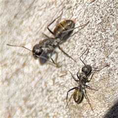 Camponotus aeneopilosus (A Golden-tailed sugar ant) at Barton, ACT - 7 Aug 2025 by Hejor1