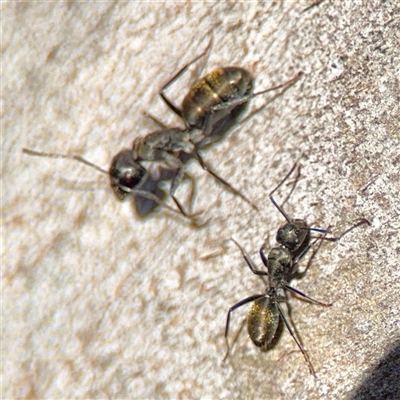 Camponotus aeneopilosus (A Golden-tailed sugar ant) at Barton, ACT - 7 Aug 2025 by Hejor1