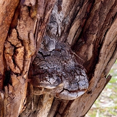 Phellinus sp. (non-resupinate) (A polypore) at Kingston, ACT - 7 Aug 2025 by Hejor1