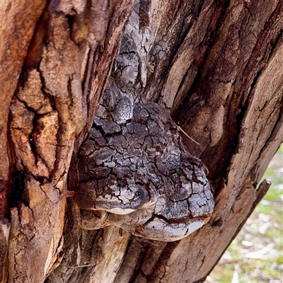 Phellinus sp. (non-resupinate) (A polypore) at Kingston, ACT - 7 Aug 2025 by Hejor1
