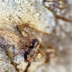 Servaea incana (Hoary Servaea) at Kingston, ACT - 7 Aug 2025 by Hejor1