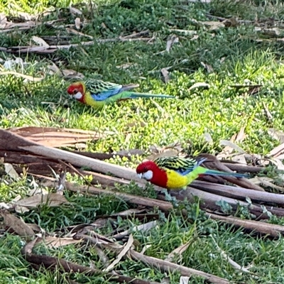 Platycercus eximius (Eastern Rosella) at Kingston, ACT - 7 Aug 2025 by Hejor1