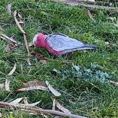 Eolophus roseicapilla (Galah) at Kingston, ACT - 7 Aug 2025 by Hejor1
