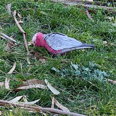 Eolophus roseicapilla (Galah) at Kingston, ACT - 7 Aug 2025 by Hejor1