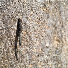 Conoeca or Lepidoscia (genera) IMMATURE (Unidentified Cone Case Moth larva, pupa, or case) at Kingston, ACT - 7 Aug 2025 by Hejor1