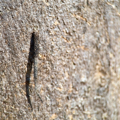 Conoeca or Lepidoscia (genera) IMMATURE (Unidentified Cone Case Moth larva, pupa, or case) at Kingston, ACT - 7 Aug 2025 by Hejor1