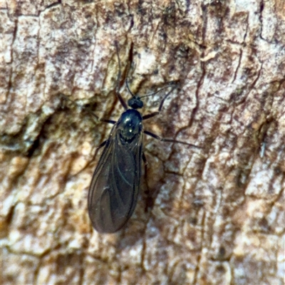 Sciaridae sp. (family) (Black fungus gnat) at Kingston, ACT - 7 Aug 2025 by Hejor1