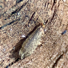 Osmylidae sp. (family) (Osmylid lacewing) at Kingston, ACT - 7 Aug 2025 by Hejor1