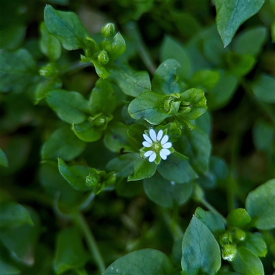 Cerastium vulgare at Kingston, ACT - 7 Aug 2025 by Hejor1