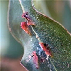 Eucalyptus insect gall at Barton, ACT - 7 Aug 2025 by Hejor1