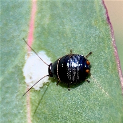 Ellipsidion sp. (genus) (A diurnal cockroach) at Kingston, ACT - 7 Aug 2025 by Hejor1