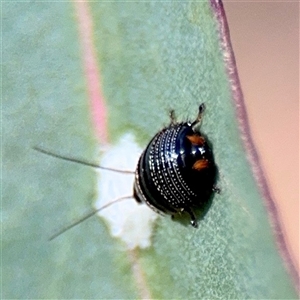 Ellipsidion sp. (genus) at Kingston, ACT - 7 Aug 2025 02:36 PM
