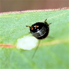 Ellipsidion sp. (genus) at Kingston, ACT - 7 Aug 2025 02:36 PM