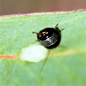 Ellipsidion sp. (genus) at Kingston, ACT - 7 Aug 2025 02:36 PM