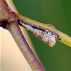 Machaerotinae sp. (subfamily) (Tube Spittlebug) at Barton, ACT - 7 Aug 2025 by Hejor1