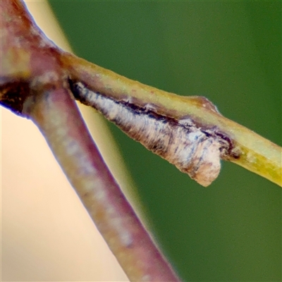 Machaerotinae sp. (subfamily) (Tube Spittlebug) at Barton, ACT - 7 Aug 2025 by Hejor1