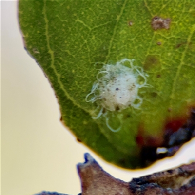 Glycaspis sp. (genus) (Unidentified sugary lerp) at Barton, ACT - 7 Aug 2025 by Hejor1