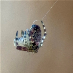 Araneus eburnus (Bush orb weaver) at Barton, ACT - 7 Aug 2025 by Hejor1