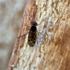 Sylvicola dubius (Wood-gnat) at Kingston, ACT - 7 Aug 2025 by Hejor1