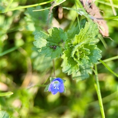Veronica persica (Creeping Speedwell) at Kingston, ACT - 7 Aug 2025 by Hejor1