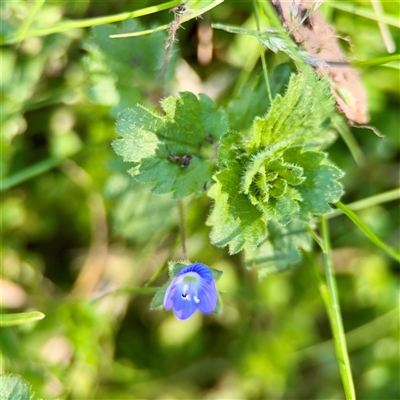 Veronica persica (Creeping Speedwell) at Kingston, ACT - 7 Aug 2025 by Hejor1