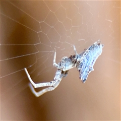 Philoponella congregabilis (Social house spider) at Kingston, ACT - 7 Aug 2025 by Hejor1