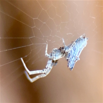 Philoponella congregabilis (Social house spider) at Kingston, ACT - 7 Aug 2025 by Hejor1