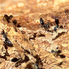 Technomyrmex sp. (genus) at Kingston, ACT - 7 Aug 2025 by Hejor1