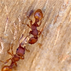 Podomyrma sp. (genus) (Muscleman Tree Ant) at Kingston, ACT - 7 Aug 2025 by Hejor1