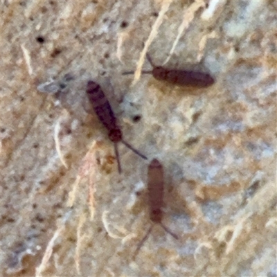 Entomobryomorpha (order) (Entomobryomorph springtail) at Kingston, ACT - 7 Aug 2025 by Hejor1