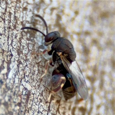 Brachymeria sp. (genus) at Kingston, ACT - 7 Aug 2025 by Hejor1