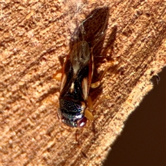 Stylogeocoris elongatus (A big-eyed bug) at Kingston, ACT - 7 Aug 2025 by Hejor1