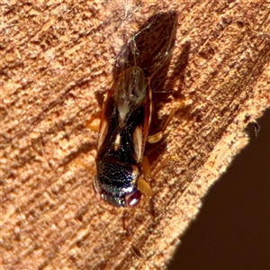 Stylogeocoris elongatus (A big-eyed bug) at Kingston, ACT - 7 Aug 2025 by Hejor1