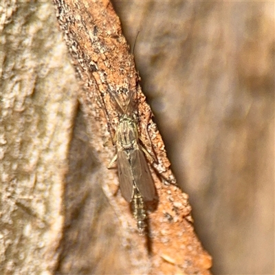Chironomidae (family) (Non-biting Midge) at Kingston, ACT - 7 Aug 2025 by Hejor1