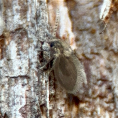 Psychodidae sp. (family) (Moth Fly, Drain Fly) at Kingston, ACT - 7 Aug 2025 by Hejor1