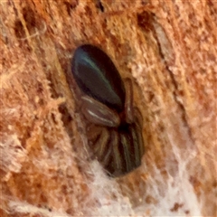 Steatoda sp. (genus) at Kingston, ACT - 7 Aug 2025 by Hejor1