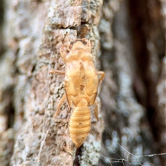 Cicadettini sp. (tribe) (Cicada) at Kingston, ACT - 7 Aug 2025 by Hejor1