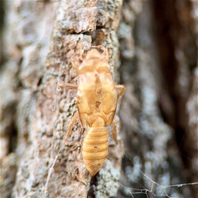 Cicadettini sp. (tribe) (Cicada) at Kingston, ACT - 7 Aug 2025 by Hejor1