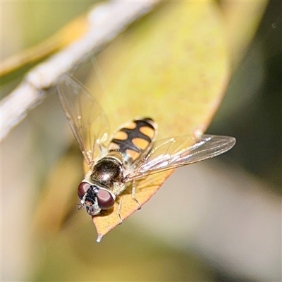 Simosyrphus grandicornis (Common hover fly) at Kingston, ACT - 7 Aug 2025 by Hejor1
