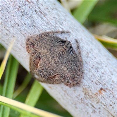 Dolophones sp. (genus) (Wrap-around spider) at Kingston, ACT - 7 Aug 2025 by Hejor1