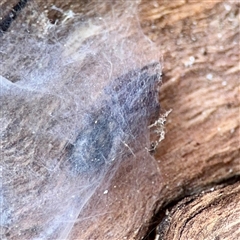 Intruda signata (Ground spider) at Kingston, ACT - 7 Aug 2025 by Hejor1