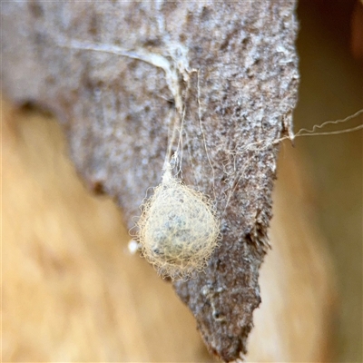 Australomimetus sp. (genus) (Unidentified Pirate spider) at Kingston, ACT - 7 Aug 2025 by Hejor1