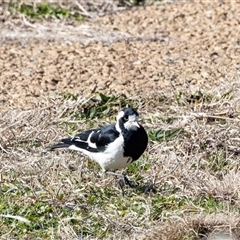 Grallina cyanoleuca (Magpie-lark) at Gungahlin, ACT - 5 Aug 2025 by AlisonMilton