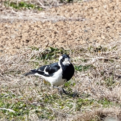 Grallina cyanoleuca (Magpie-lark) at Gungahlin, ACT - 5 Aug 2025 by AlisonMilton