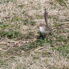 Malurus cyaneus (Superb Fairywren) at Gungahlin, ACT - 5 Aug 2025 by AlisonMilton