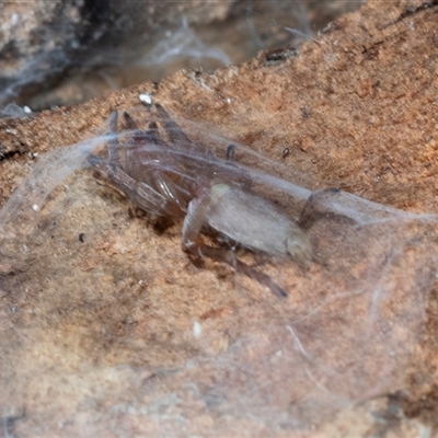Clubionidae (family) (Sac Spider) at Gungahlin, ACT - 5 Aug 2025 by AlisonMilton